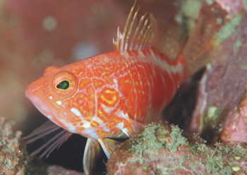 オシャレハナダイ