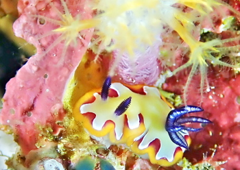 フジナミウミウシ