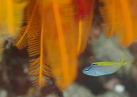 オウゴンニジギンポ