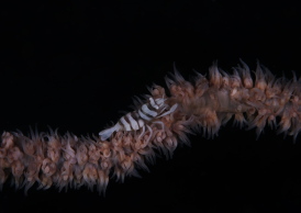 ムチカラマツエビ