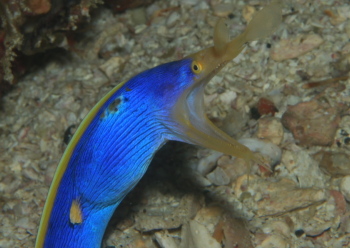 ハナヒゲウツボ