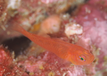 ナガシメベニハゼ