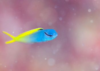 オウゴンニジギンポ