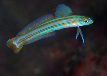 スジクロユリハゼ　