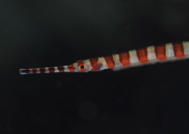 オイランヨウジ