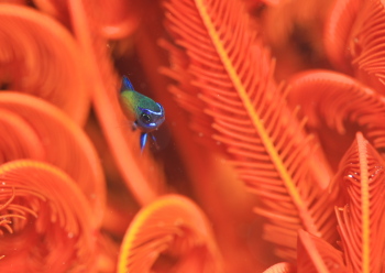 アマミスズメダイ