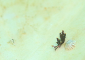 ノトアリモウミウシ