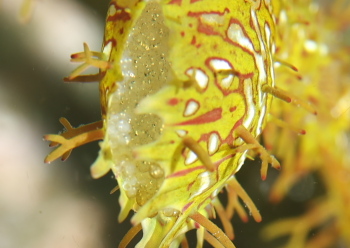 ニシキフウライウオの卵