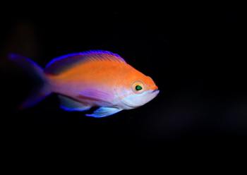 フタイロハナゴイ