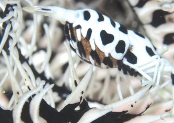 ラオメネス・コルヌトゥスの卵