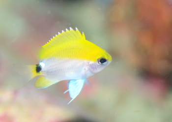 オビトウカイスズメダイ