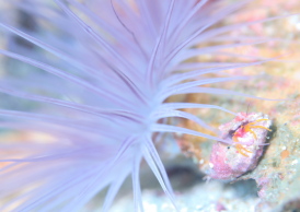 アデヤカゼブラヤドカリ