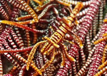 ラオメネス・パルドゥス