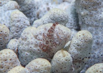 ウズラカクレモエビ