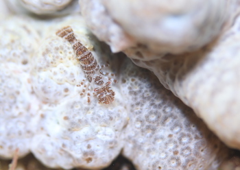 ウズラカクレモエビ