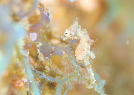 ハチジョウタツ