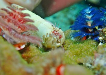 イトヒキテブクロヤドカリ