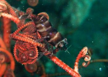 テズルモズルエビ