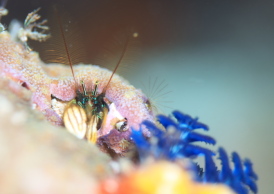 カンザシヤドカリ