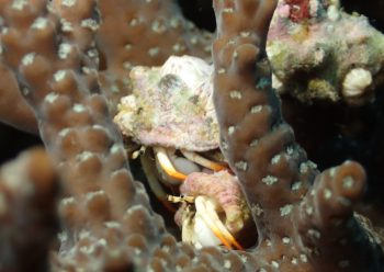 アカツメサンゴヤドカリ