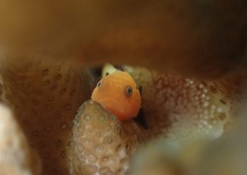 パンダダルマハゼ