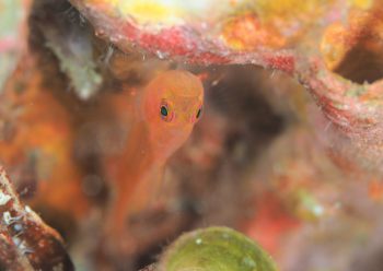 ナガシメベニハゼ