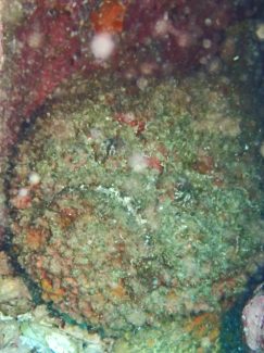 オニダルマオコゼ