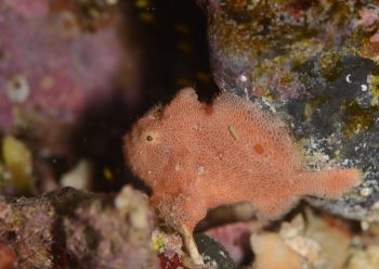 ベニカエルアンコウ