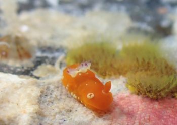 アカズキンリュウグウウミウシ