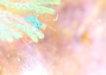 ミドリリュウグウウミウシ