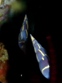 オオウミシダトウマキクリムシ