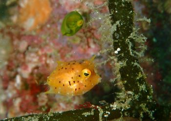 シマウミスズメ