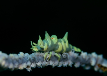 ビシャモンエビ