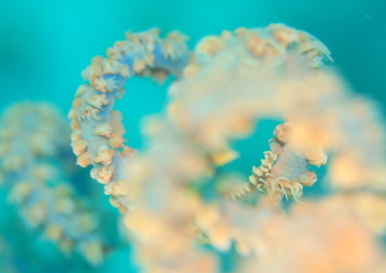 ビシャモンエビ