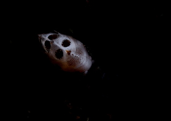 スカルヨコエビ