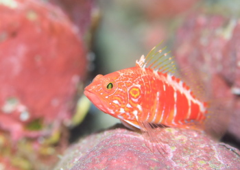 オシャレハナダイ