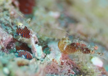 スベヨコエビの仲間