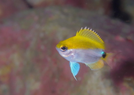 オビトウカイスズメダイ