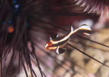 ヒレグロコショウダイ