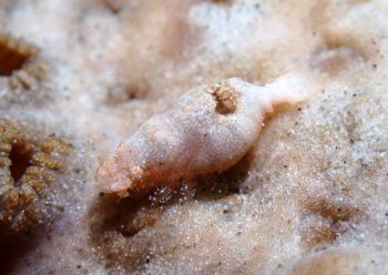 カクレモエビ属の一種