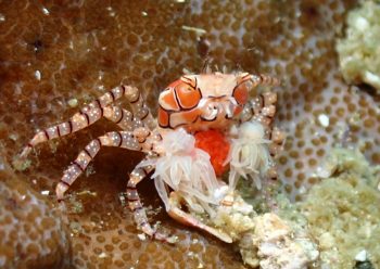 キンチャクガニ