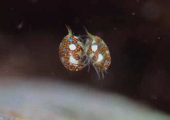 マキエホテイヨコエビ