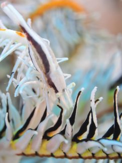 ウミシダヤドリエビ