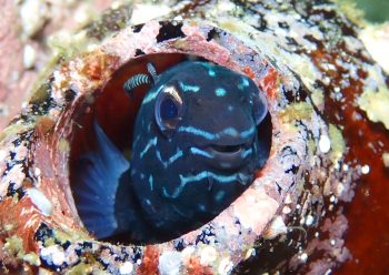 カモハラギンポ