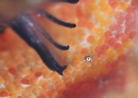 カモハラギンポ