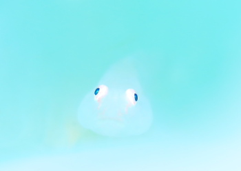 スケロクウミタケハゼ