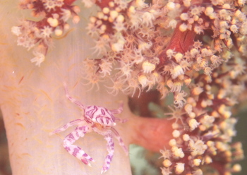 ナカソネカニダマシ