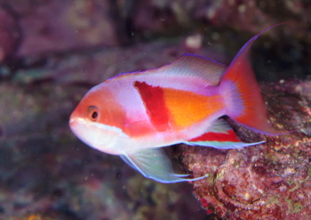 アカオビハナダイ