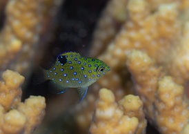 ルリホシスズメダイ