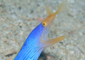 ハナヒゲウツボ